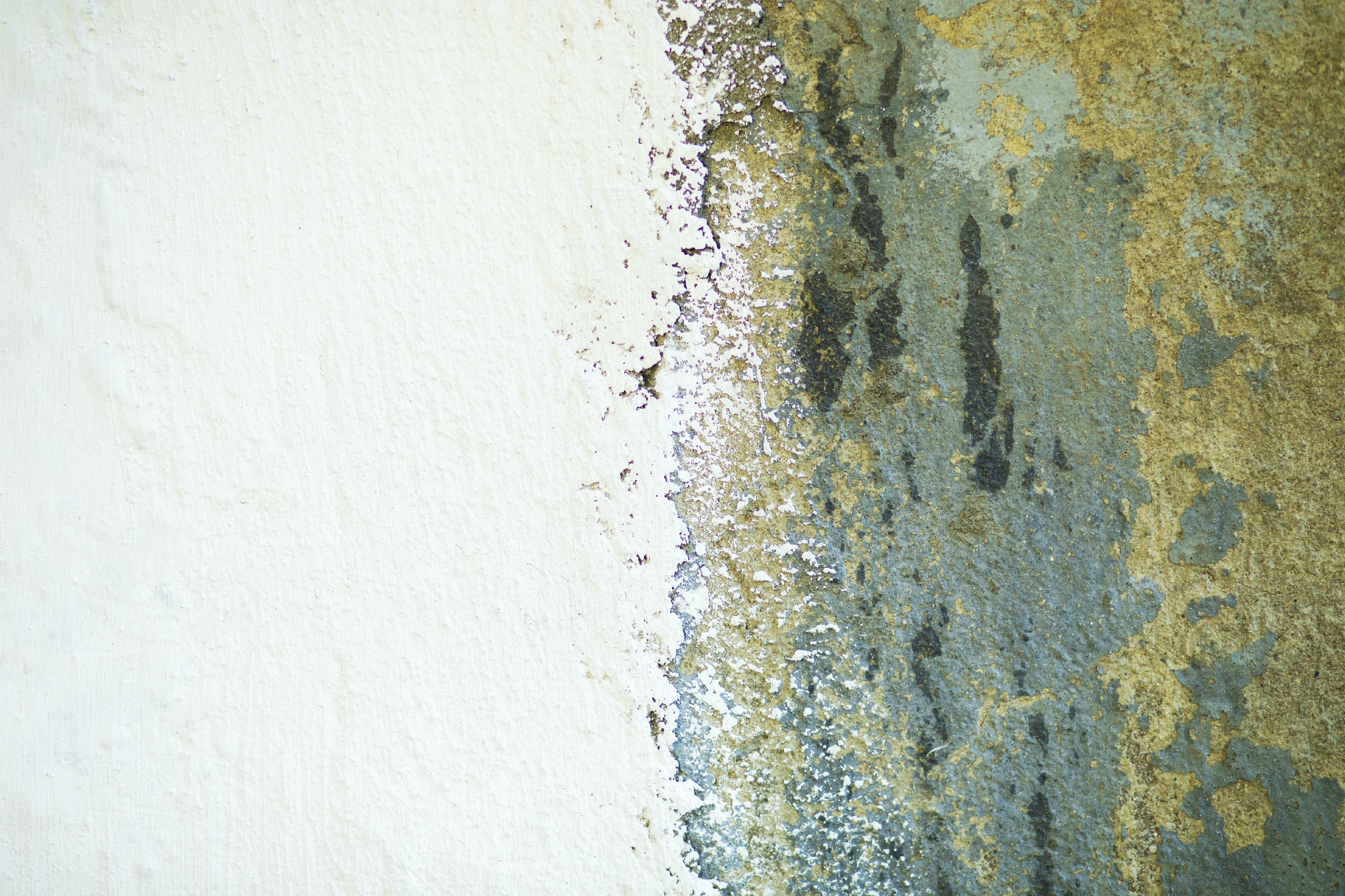 Mold remediation